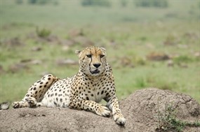 动物园野生猎豹图片